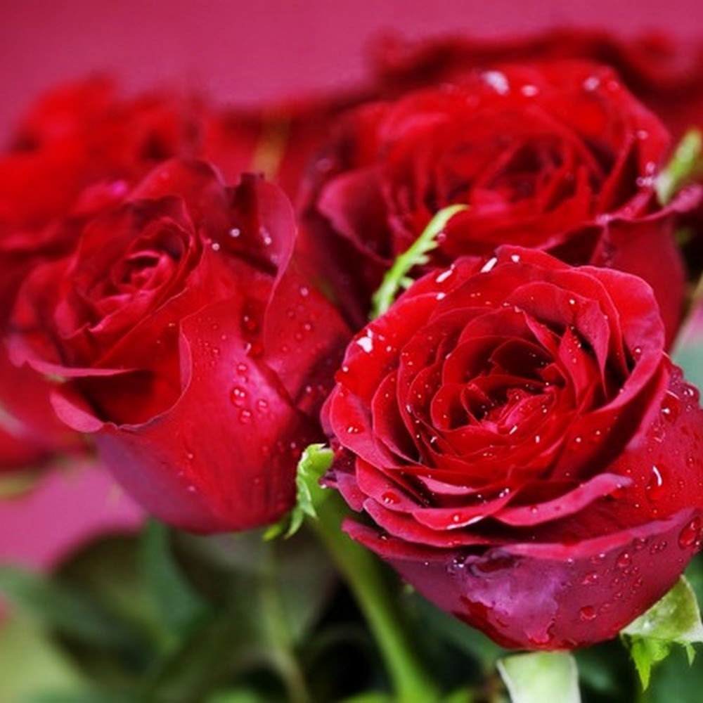 Meet your Posher, Charmin